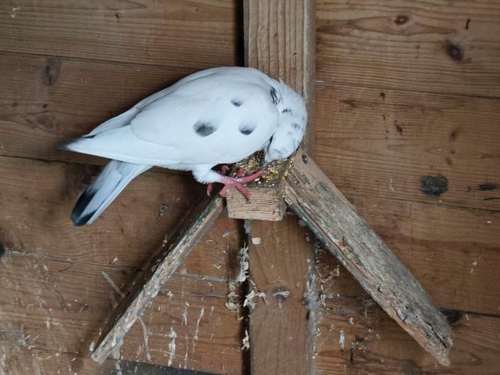 Verschillende kleuren jonge sierduiven, Dieren en Toebehoren, Vogels | Duiven, Overige soorten, Meerdere dieren