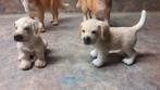 4 x  schleich   golden retriever, Ophalen of Verzenden, Nieuw