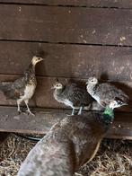 Jonge pauwen (3), Dieren en Toebehoren, Pluimvee, Meerdere dieren, Overige soorten