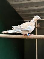 Lachduif man, Mannelijk, Tortelduif