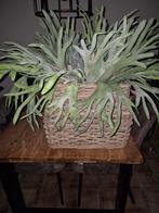 Vensterbank manden 40 hoog/45 breed, Ophalen, Rechthoekig, Riet