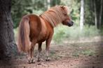 Werkwillige Shetlandpony ruin zoekt een bijrijder/menner
