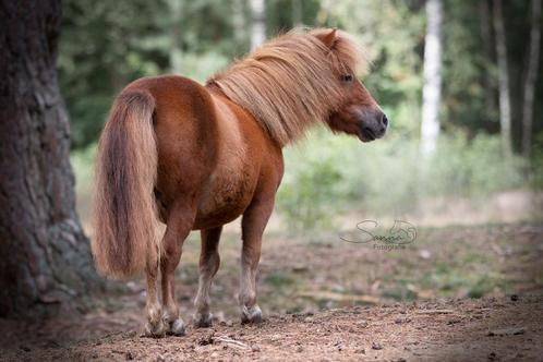 Werkwillige Shetlandpony ruin zoekt een bijrijder/menner, Dieren en Toebehoren, Stalling en Weidegang