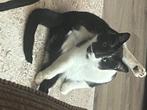 Nieuw huisje gezocht, Dieren en Toebehoren, Katten en Kittens | Overige Katten, Kater