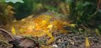 Tangerine tijger, Golden tijger  -garnalen, Dieren en Toebehoren, Vissen | Aquariumvissen, Kreeft, Krab of Garnaal