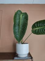 Anthurium, Huis en Inrichting, Kamerplanten, Ophalen, Overige soorten, Minder dan 100 cm