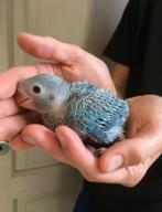 Halsbandparkietjes om tam te maken, Dieren en Toebehoren, Vogels | Parkieten en Papegaaien, Geslacht onbekend, Parkiet, Geringd