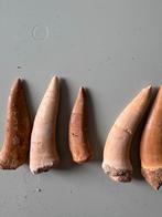 Enchodus Tanden - 9 Stuks, Ophalen of Verzenden, Fossiel