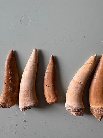 Enchodus Tanden - 9 Stuks beschikbaar voor biedingen