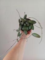 Volle Hoya Sigillatis Round Leaf!, Ophalen of Verzenden, Overige soorten, Minder dan 100 cm