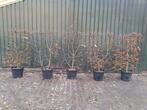 5 x Carpinus Betulus Kant en Klaarhaag 80x140 cm haagbeuk, Tuin en Terras, Planten | Bomen, Bloeit niet, 100 tot 250 cm, Volle zon