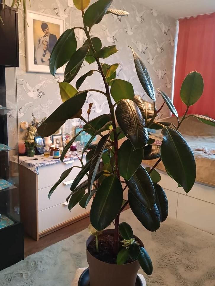 Grote Ficus Elastica (Rubberplant), Huis en Inrichting, Kamerplanten, Ficus, 100 tot 150 cm, Groene kamerplant, Halfschaduw, In pot