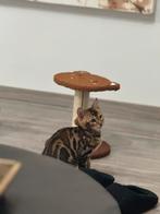 Bengalse kat, Dieren en Toebehoren, Kater