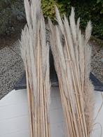 Pluimen siergras / PamPas gras, Huis en Inrichting, Woonaccessoires | Kunstplanten en Kunstbloemen, Ophalen