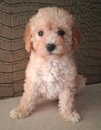 WIJ MOGEN VERHUIZEN 💞 Medium Australian labradoodle pups 💞, Dieren en Toebehoren, Parvo, Overige rassen, 8 tot 15 weken, Meerdere