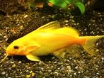Synodontis nigrita gold, Vis, Zoetwatervis, Schoolvis