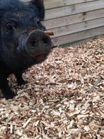 Varkentje Nel zoekt nieuw gezellig huisje, Dieren en Toebehoren, Vrouwelijk, Varken, 6 jaar of ouder