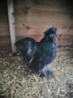 Zijdehoen Usa haan, Mannelijk, Kip