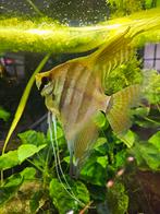Maanvissen koppel Santa Isabel wildvang/F1., Dieren en Toebehoren, Vissen | Aquariumvissen, Vis