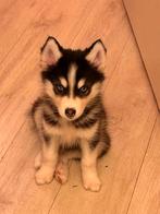Husky puppie, Dieren en Toebehoren, Reu, 8 tot 15 weken, Poolhond, Eén hond