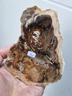 Plak van versteend hout, Ophalen of Verzenden, Mineraal