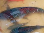 Koikarper ca. 50 cm Ochiba, Karper of Koi