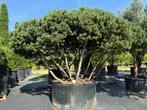 Exclusieve Pinus mugo 'Mughus'meerstammige solitair te koop!, Overige soorten, 250 tot 400 cm, Zomer, Ophalen