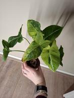 Syngonium Scrambled Eggs, Ophalen of Verzenden, Overige soorten, Minder dan 100 cm