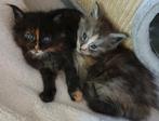 Main coon kittens nog 2 poesjes., Dieren en Toebehoren, Poes, Gechipt, 0 tot 2 jaar