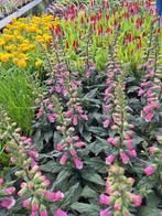 2e pinksterdag OPEN - Planten- Bomen, Ophalen of Verzenden, Overige soorten