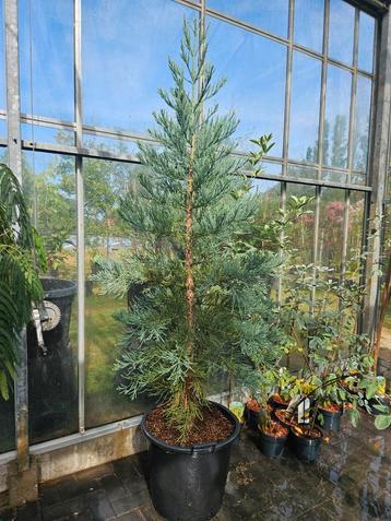 Sequoiadendron giganteum Glaucum / grote boom 200cm‼️‼️ beschikbaar voor biedingen