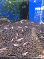 Caridina garnalen, Kreeft, Krab of Garnaal, Zoetwatervis, Schoolvis