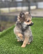 Te koop mooie dwergkees pups (pomeriaan), Dieren en Toebehoren, Parvo, Nederland, Keeshond, 8 tot 15 weken