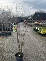 Acer struikvorm - Groene Japanse Esdoorn, Bloeit niet, Halfschaduw, Overige soorten, 100 tot 250 cm