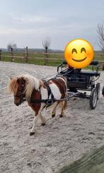 "GEZOCHT!" Grote, brave shetlander men pony, Dieren en Toebehoren, Merrie, A pony (tot 1.17m), Recreatiepony