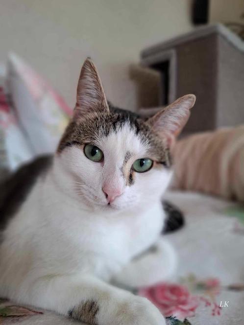 Ter adoptie: Justina, Dieren en Toebehoren, Katten en Kittens | Overige Katten, Kortharig, Poes, 0 tot 2 jaar