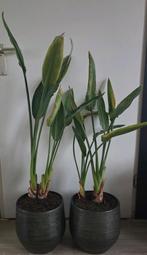 Paradijsvogelplant Nicolai in groene pot, Ophalen, 100 tot 150 cm, Overige soorten, Halfschaduw