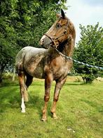 Mooie Appaloosa ruin te koop, Ruin, Recreatiepony, 3 tot 6 jaar