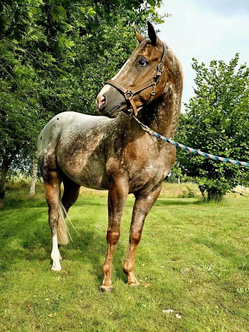 Mooie Appaloosa ruin te koop, Dieren en Toebehoren, Pony's, Ruin, Recreatiepony, 3 tot 6 jaar