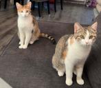Lieve zusjes zoeken samen een thuis, Dieren en Toebehoren, Katten en Kittens | Overige Katten, Meerdere dieren, Langharig, 0 tot 2 jaar