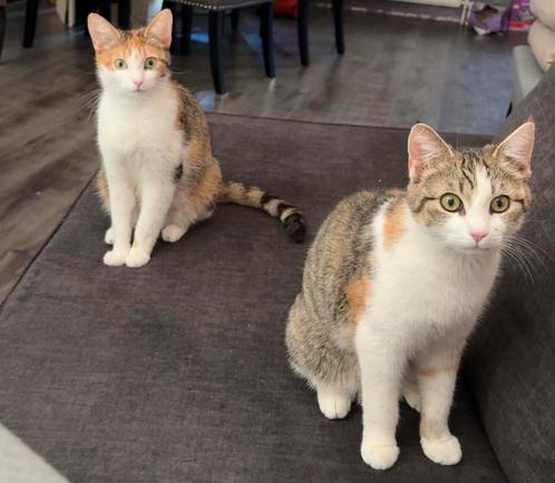 Lieve zusjes zoeken samen een thuis, Dieren en Toebehoren, Katten en Kittens | Overige Katten, Langharig, Meerdere dieren, 0 tot 2 jaar