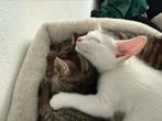 Nog 2 lieve kittens (mogen gelijk weg), Meerdere dieren, Kortharig