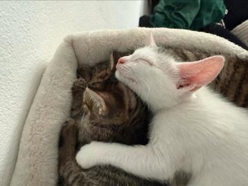 Nog 2 lieve kittens (mogen gelijk weg) beschikbaar voor biedingen