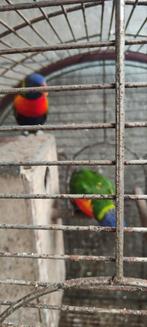 Lory v d blauwe bergen, Dieren en Toebehoren, Meerdere dieren, Papegaai