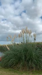 Pluimen, Tuin en Terras, Ophalen of Verzenden, Volle zon, Overige soorten, Minder dan 100 cm