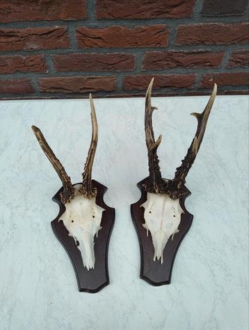 Set van 2 mooie reebokgeweien, gewei ree schedel (16) beschikbaar voor biedingen