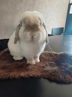 Te koop prachtige minilop ram, Dieren en Toebehoren, Konijnen, Mannelijk, Dwerg