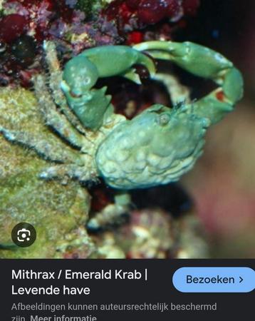 Mitrax  beschikbaar voor biedingen