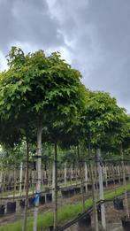 Bol liquidambar gumball bomen amberboom in maten, Tuin en Terras, Planten | Bomen, Ophalen of Verzenden, Volle zon