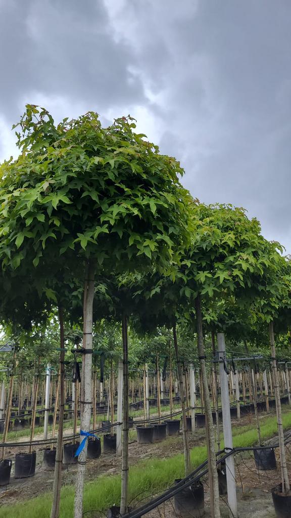 Bol liquidambar gumball bomen amberboom in maten, Tuin en Terras, Planten | Bomen, Volle zon, Ophalen of Verzenden